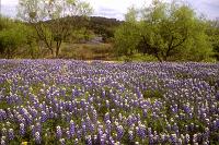 Hill Country Bluebonnets